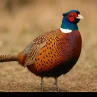 خروسک|حیوانات مزرعه|گالیکش, |دیوار