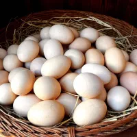 تخم مرغ رسمی محلی