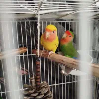 عروس هلندی سخنگو ،کوتوله|پرنده|الیگودرز, |دیوار