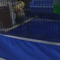 فروش پرنده|پرنده|خمینی‌شهر, |دیوار