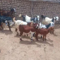 بزنروماده
