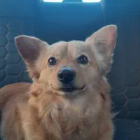 سگ پامر روبای