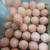 تخم مرغ محلی نطفه دار