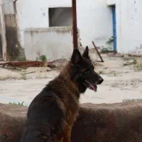 واگذاری سگ ژرمن|سگ|گرگان, |دیوار