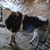 دوعدد جوانه|حیوانات مزرعه|سبزوار, توحیدشهر|دیوار