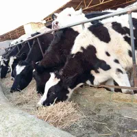 گاو ابستن و شیری|حیوانات مزرعه|مشهد, گنبدواز|دیوار