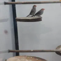 معاوضه فنچ با گرینچیک