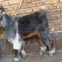 بندر ماهشهر