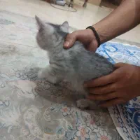 بچه گربه اسکاتیش|گربه|ری, دیلمان|دیوار
