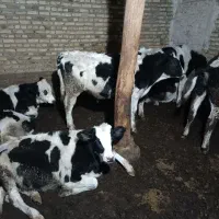 گاو نر ۸عدد|حیوانات مزرعه|صوفیان, |دیوار