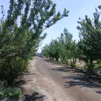 باغ و باغچه ۲۰۵ متری /چسب اسفالت|فروش زمین و ملک کلنگی|تهران, شهرک ولیعصر جنوبی|دیوار