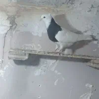 کفتر طوقی و شازده
