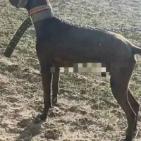 سگ شکاری اصیل پوینتر