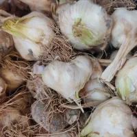 سیر