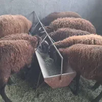 بره ماده افشاری درجه یک