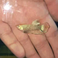 فایتر بتا|ماهی|تهران, الهیه|دیوار