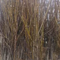 عرضه نــهالهای ریـشه لخت عمده وخردهـاز خـزانه|خدمات باغبانی و درختکاری|مشگین شهر, |دیوار