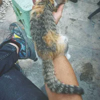 واگذاری