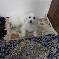 سگ شیتزو|سگ|مشهد, کشف|دیوار