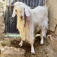 تکه دو رگ سانن