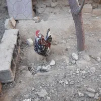 خروس گلین|حیوانات مزرعه|جوادآباد, |دیوار