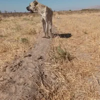 توله نژاددار
