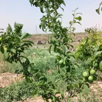 زمین ۱۰۰۰ متری پیشک ۳