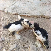 جوجه مرغ خروس سلطان ابریشمی لاری برهما