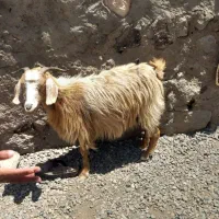 بز دوقلو زابا دو شنک مال تفتان