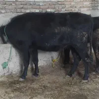 گوساله ماده