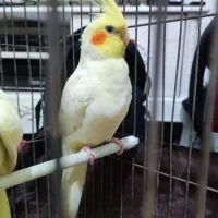 عروس هلندی جفت|پرنده|تهران, تختی|دیوار