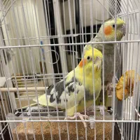 عروس هلندی نر و ماده(جفت)