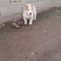 سگ نژاد آلابای