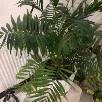 مجموعه گل زیبا|گل و گیاه طبیعی|اندیشه, شهرک مریم|دیوار