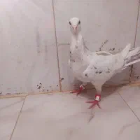 سار جووانه ساده سیاه سید کفتر بوم