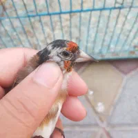 سهره سرسیاه زاغ کامل سرش سیاهه|پرنده|تهران, تهرانپارس غربی|دیوار