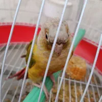 گرینچیک
