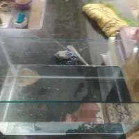 اکواریوم
