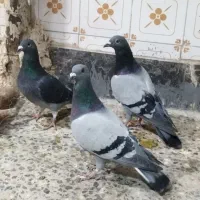 کفتر پلاکی کاشانی تهرانی|پرنده|خمینیشهر, |دیوار