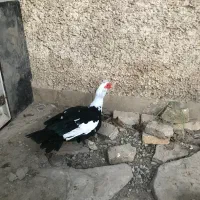 اردک اسرائیلی نر