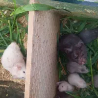 همستر ۱۴عدد ۱ملیون ودویست