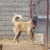سگ سرابی ذات قدیم نسل دار|سگ|تهران, آبشار|دیوار