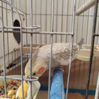 گریچیک دستی سه ماهه، عروس جفت مولد|پرنده|شیروان (خراسان), |دیوار