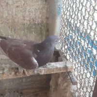 با سلام نرسرخ پرپا پرشی