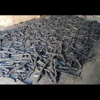 زغال کبابی یک دست  و دستچین قلم بدون خاک