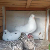 فروش  کبوتر فروش