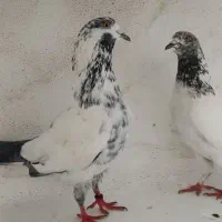 جفت دهن جور|پرنده|رشت, انصاری|دیوار