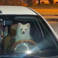 پامرخرسی ۸ماهه|سگ|کرمانشاه, |دیوار