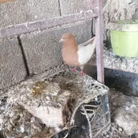 سینه زرد|پرنده|مانه, |دیوار