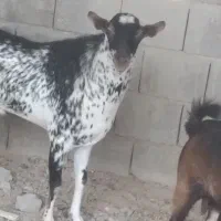 سلام علیکم یک عددنری نقشی چیزخوب